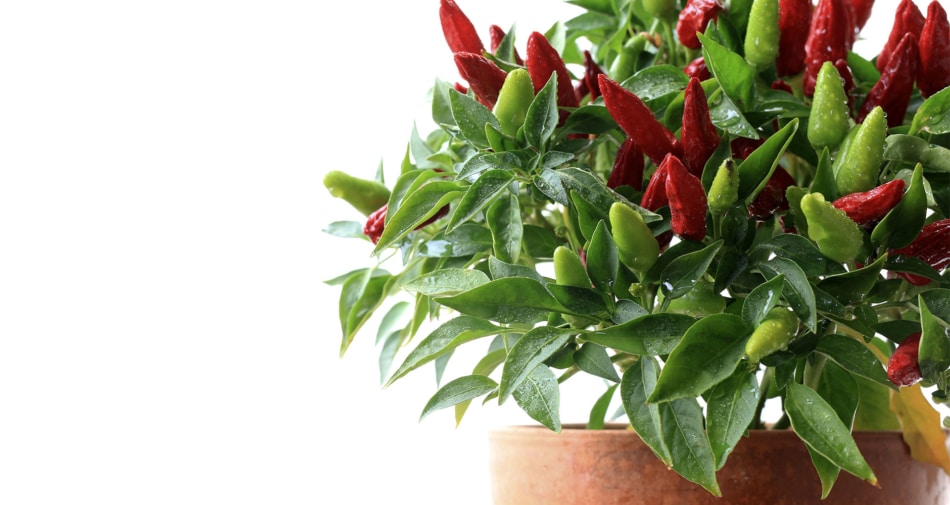 Christmas pepper plant.