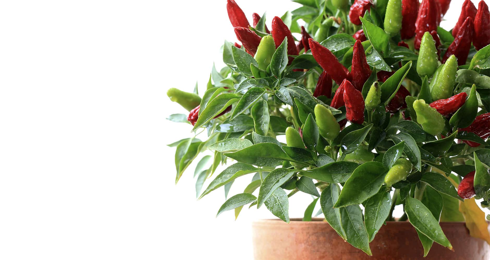 Deck the Halls with Christmas Peppers?! Farmers' Almanac Plan Your