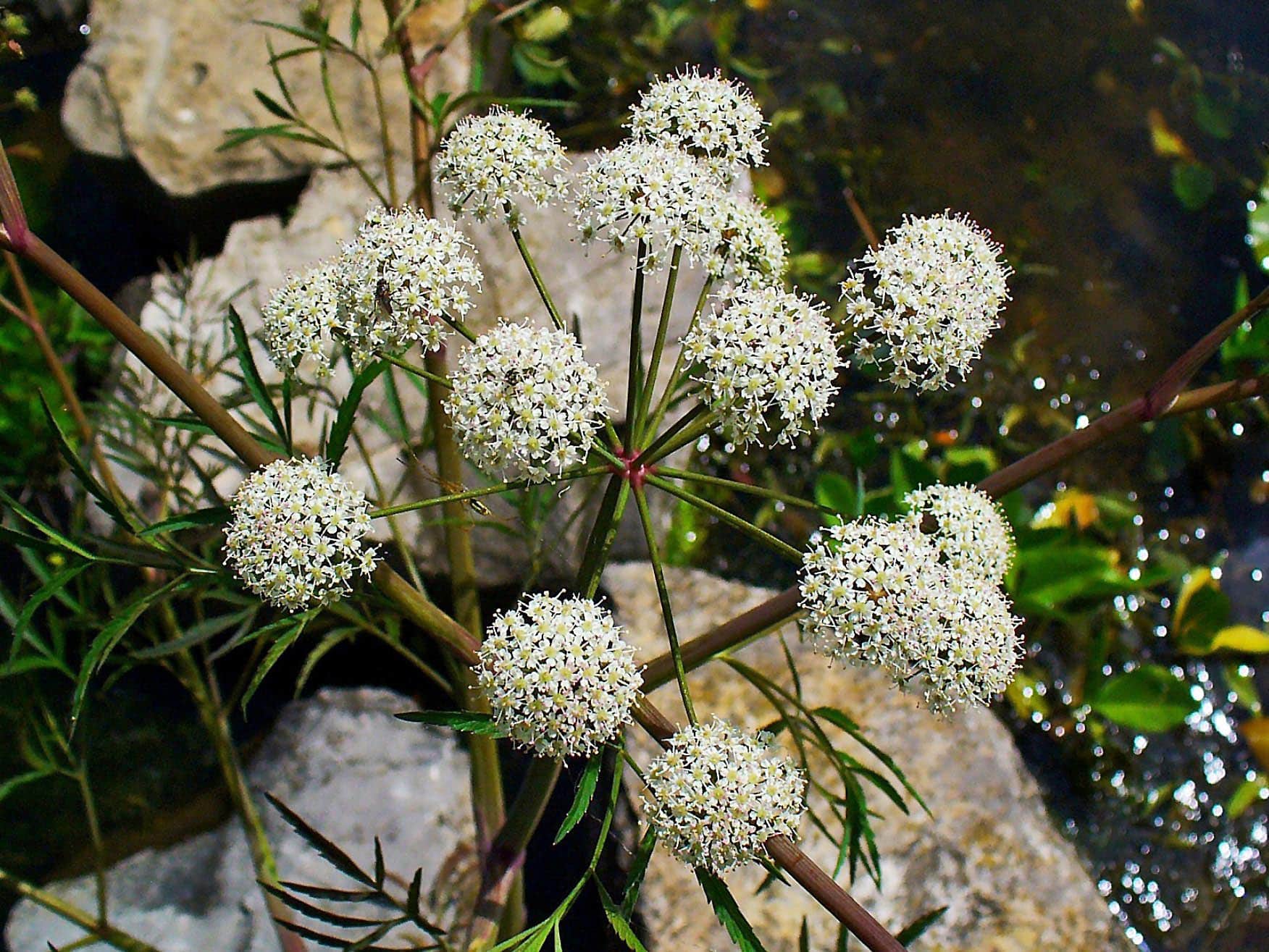 Water Hemlock Stems and Flowers - Image courtesy of H. Zell, Wikimedia Commons