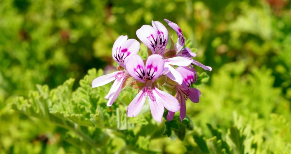 Mosquito Plant - Garden Insect repellent