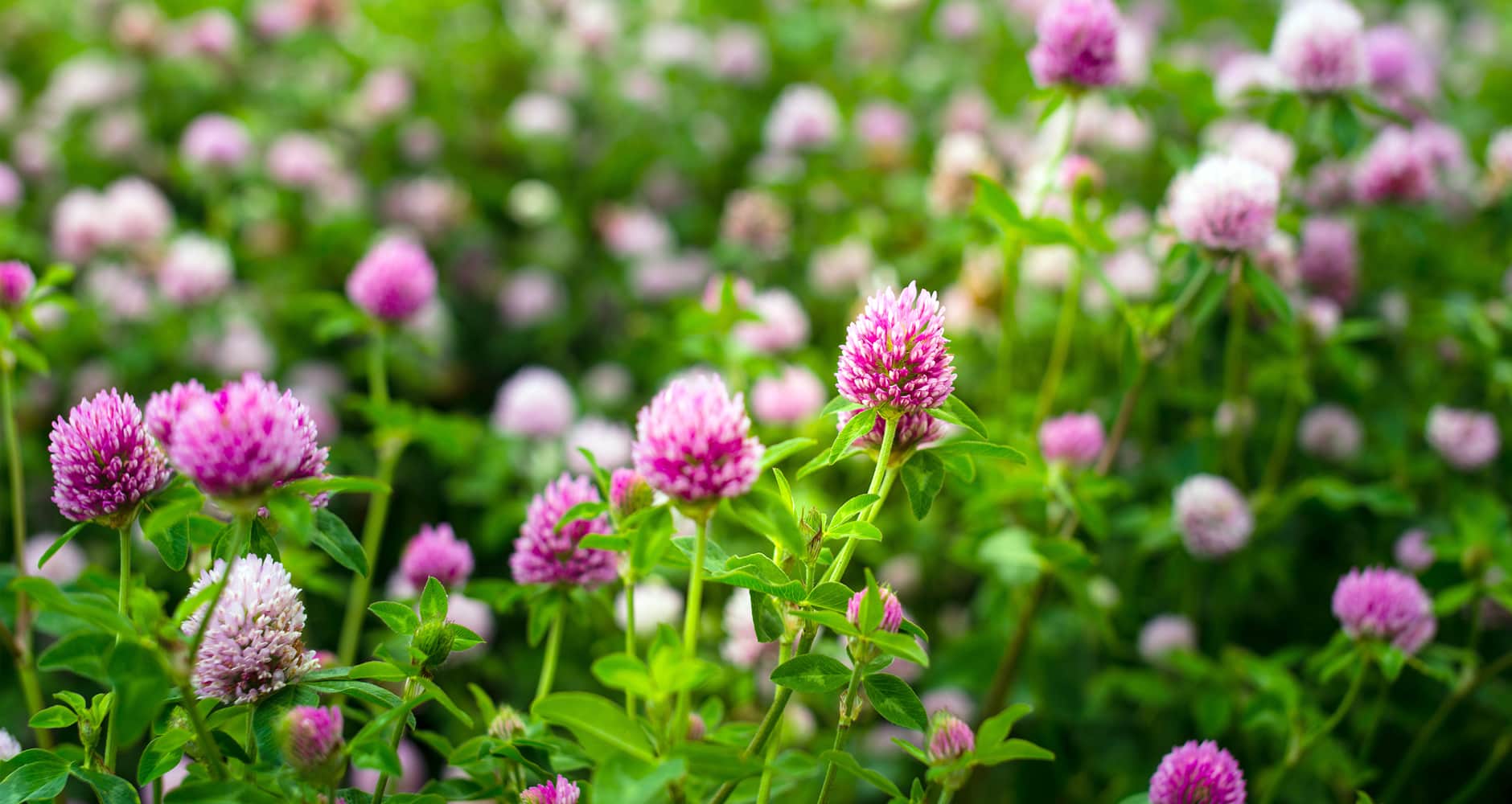 Red Clover Flowers (Trifolium pratense)