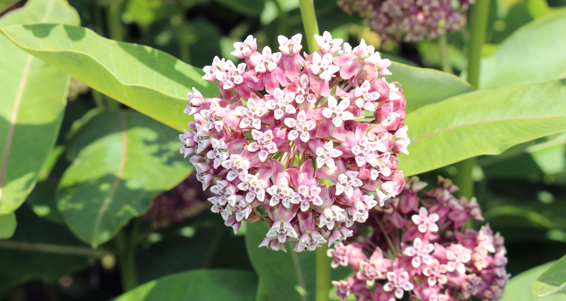 Flowering plant - Common milkweed