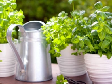 10 Easiest Fruits, Vegetables, and Herbs to Grow in Pots featured image