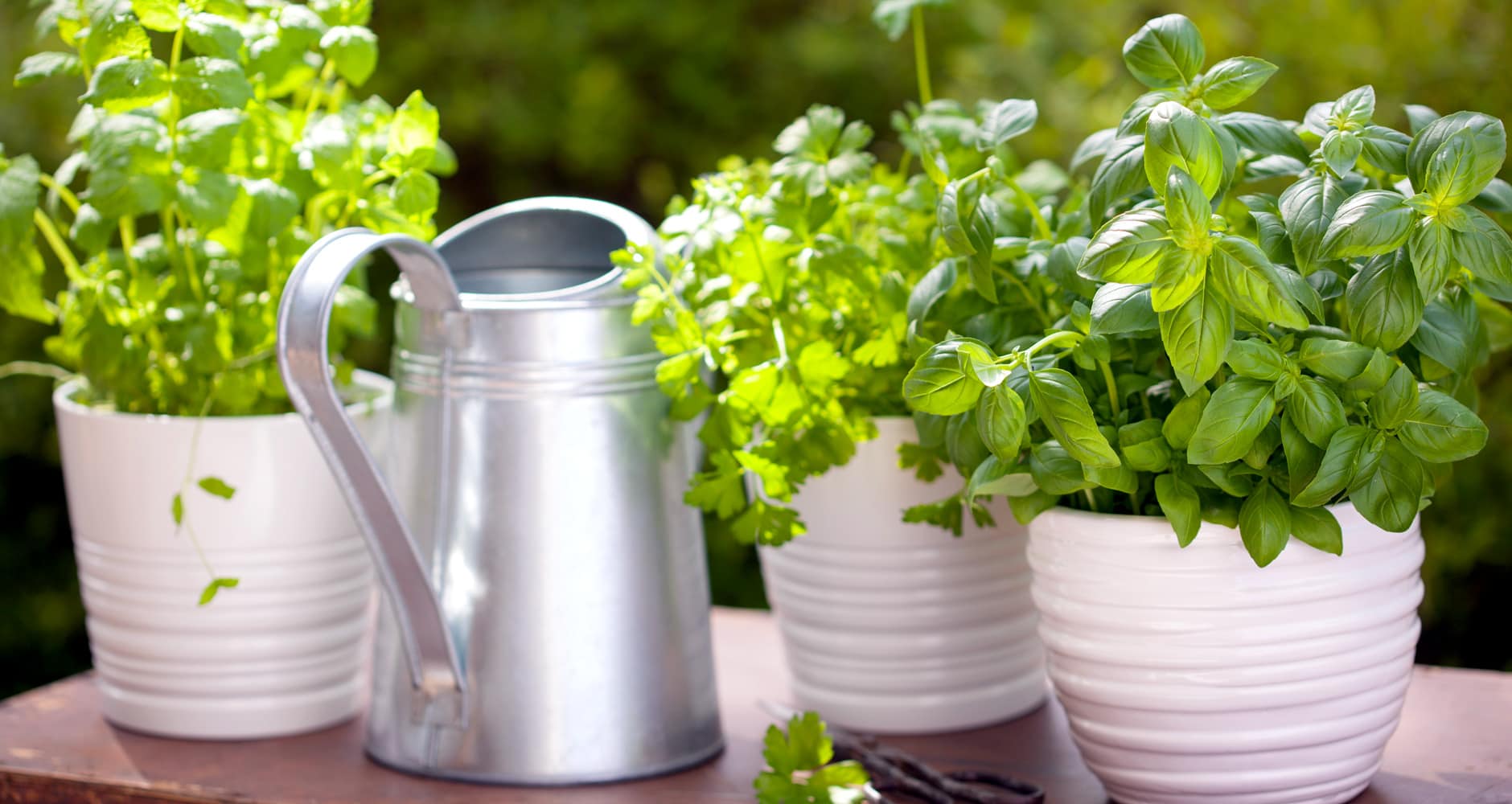 Container gardening: ten easy vegetables to grow in pots, and how