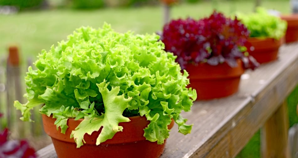 https://www.farmersalmanac.com/wp-content/uploads/2020/11/Container-Gardening-Grow-Lettuce-A84300748-950x505.jpg