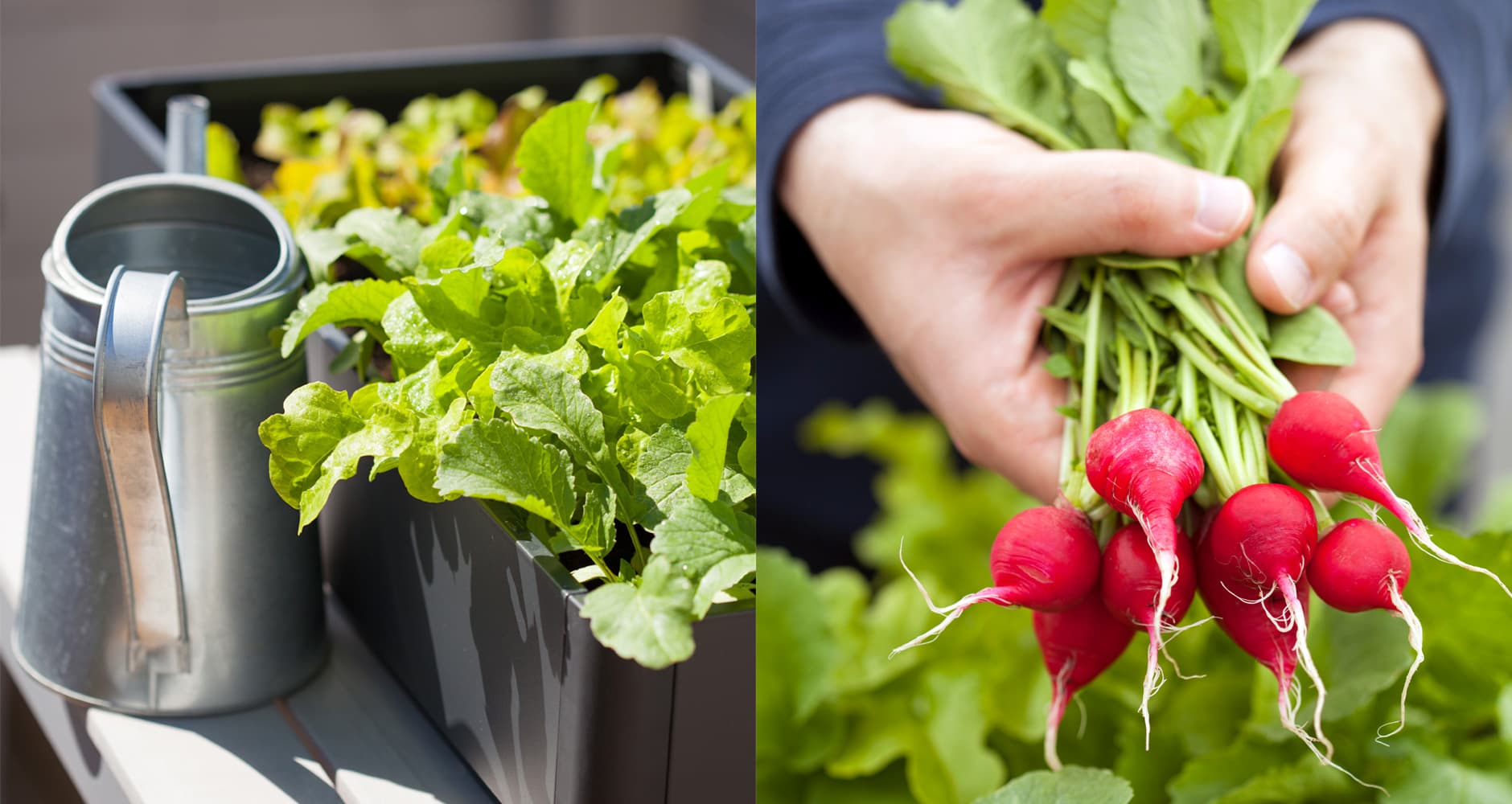 5 Top Fruits and Vegetables That Grow in Containers​