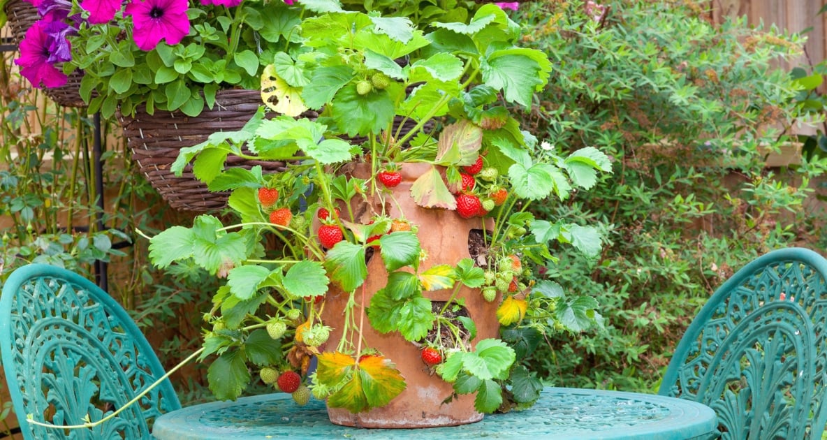 Strawberry plant in a pot on a patio table.