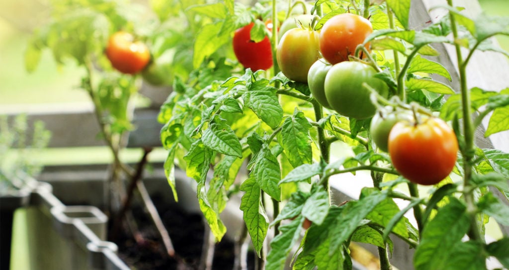 Tomatoes growing in a container garden.