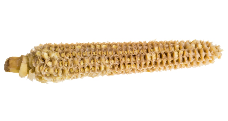 Corn cob dried
