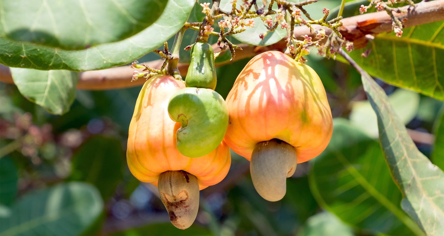 Cashew Nut Fruit