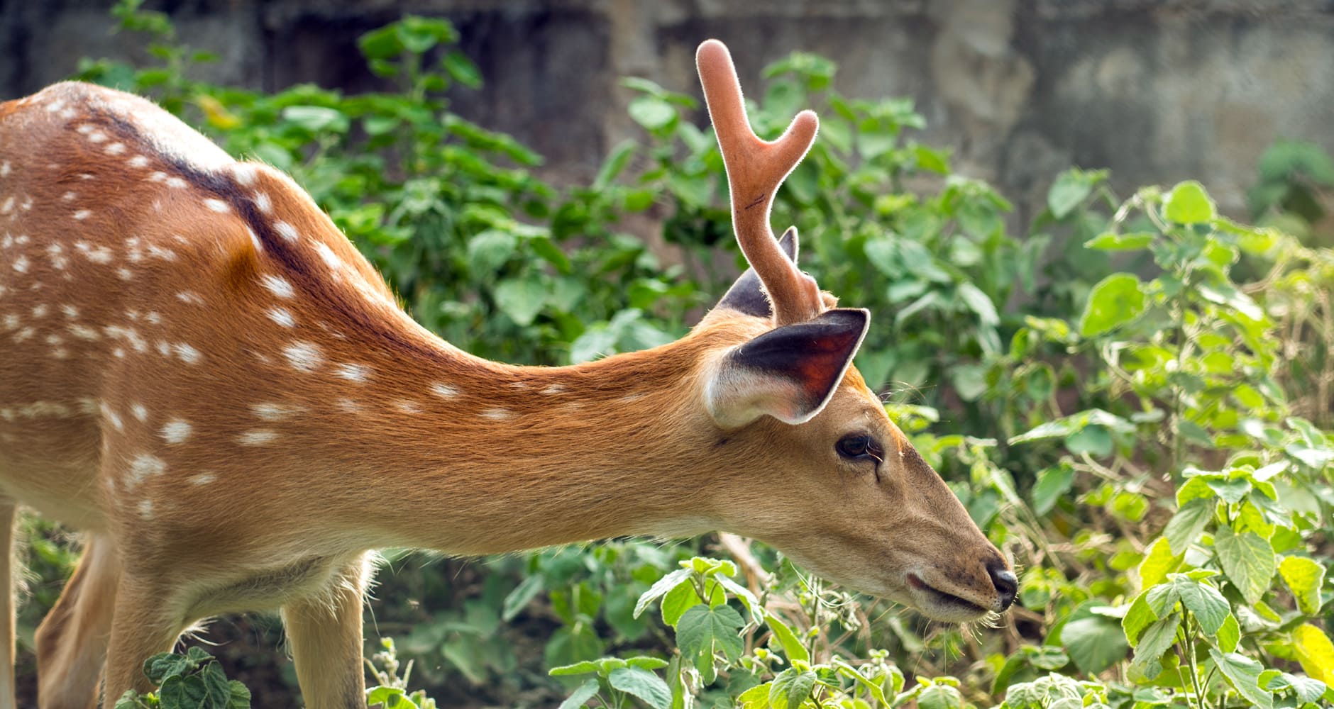 Deer resistant plants - photo of deer eating a plant