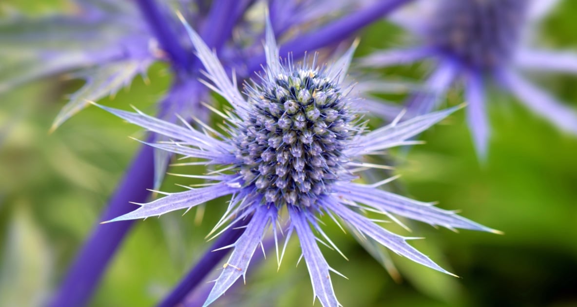 Blue eryngo - Queen-of-the-alps