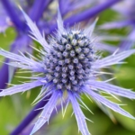 Blue eryngo - Queen-of-the-alps