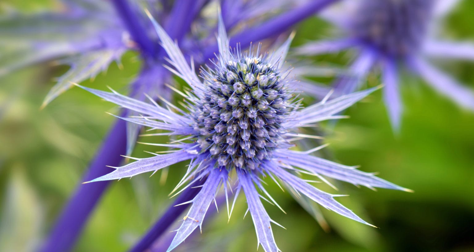 10 Pretty Plants and Flowers That Deer Don't Like Farmers' Almanac
