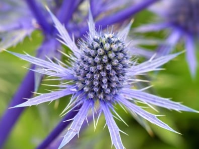 Blue eryngo - Queen-of-the-alps