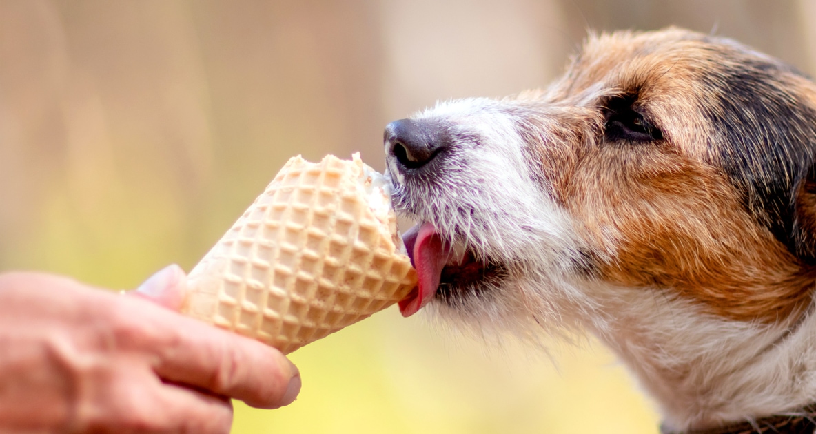 Puppy - Dog ice cream