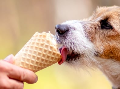 A Cool Treat For Pups: Pumpkin Peanut Butter Ice Cream featured image