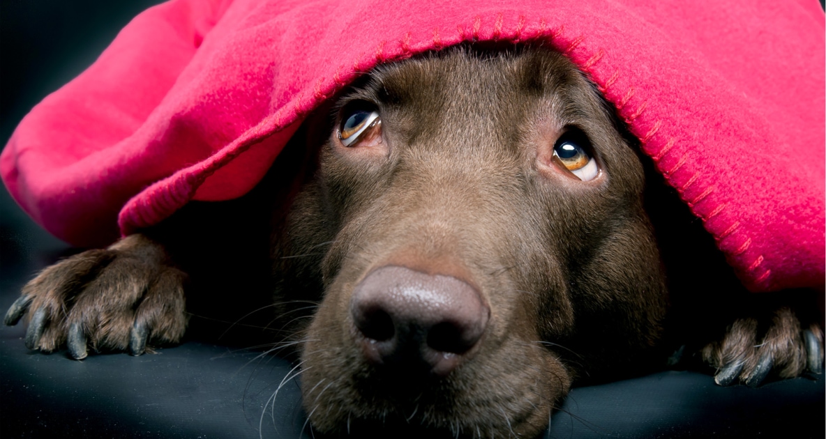 Golden Retriever - Labrador Retriever