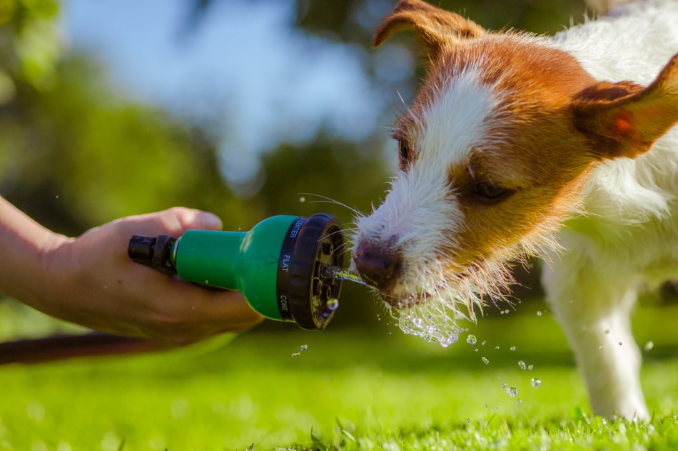 Jack Russell Terrier taking a drink from a garden hose.