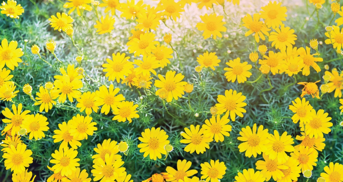 Thymophylla tenuiloba - Flowering plant
