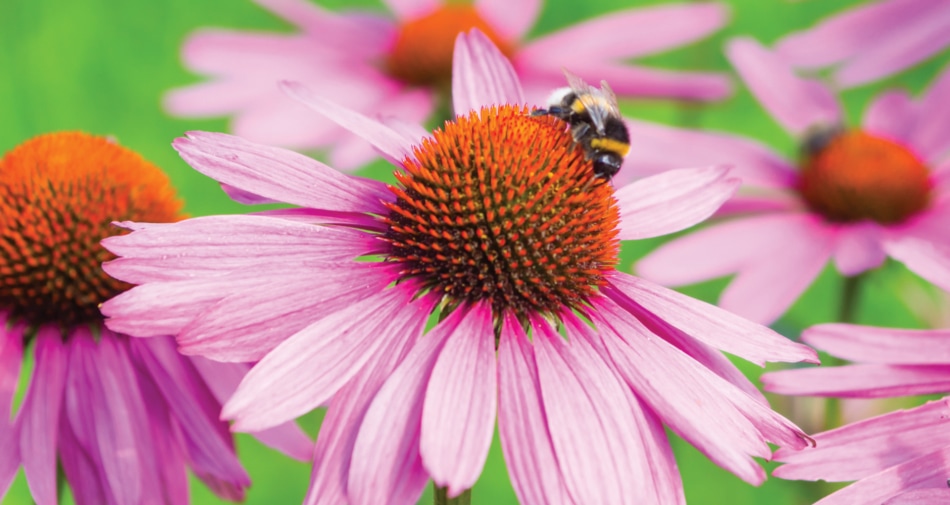 Coneflower - Flowering plant