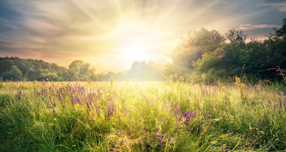 Sun rising over a field of purple flowers.