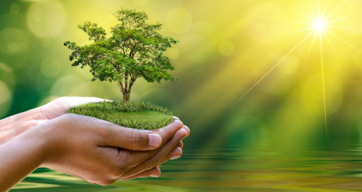 Hands holding a miniaturized tree with sun shining over it.