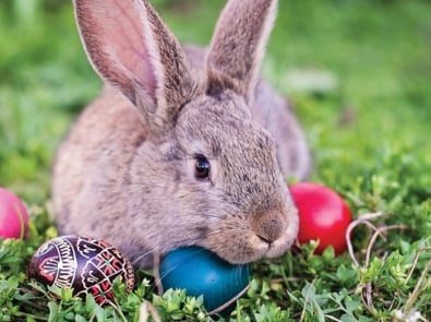 Easter Bunny - Domestic rabbit
