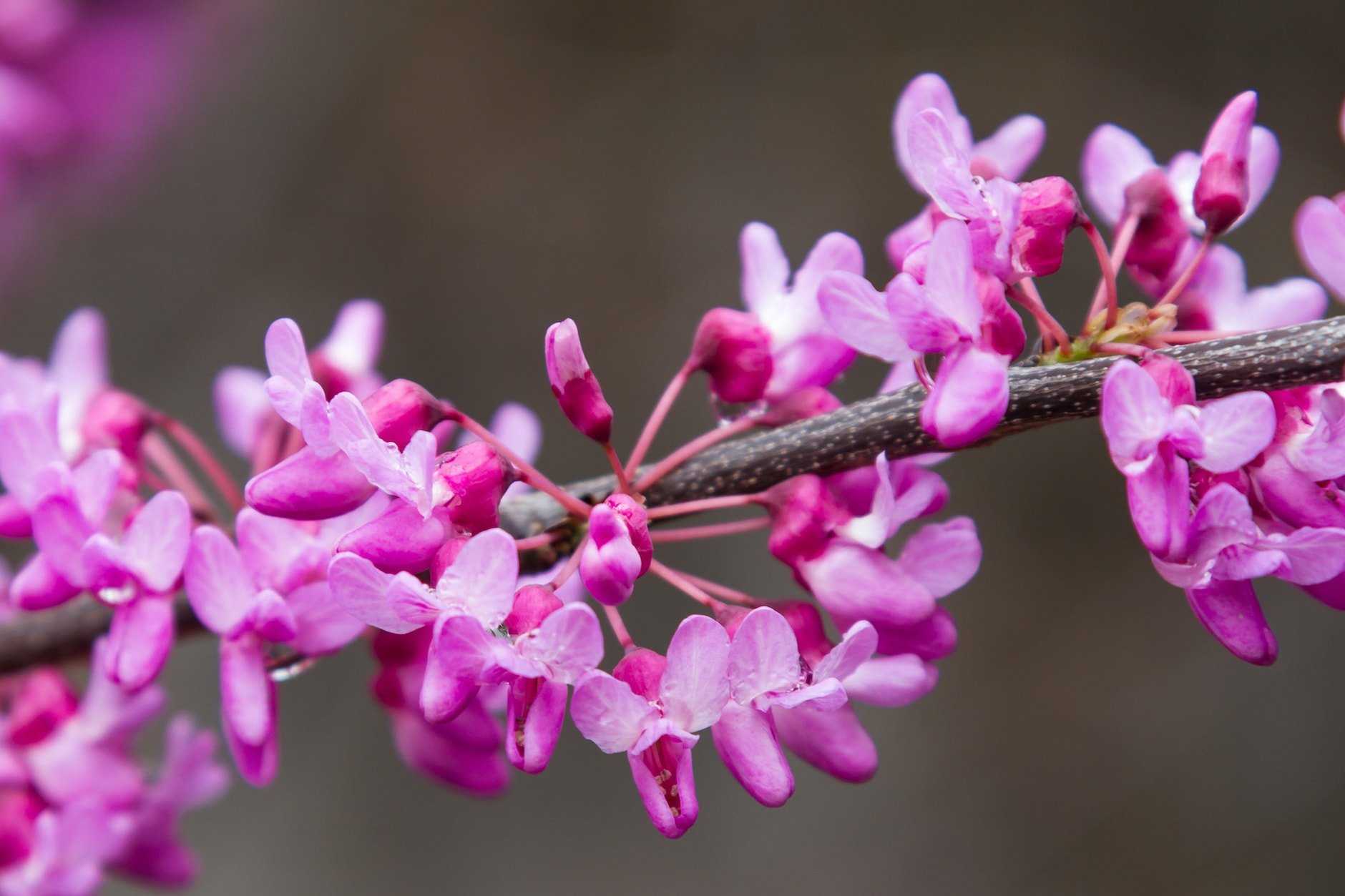 A branch of a blossoming iuda tree in spring.