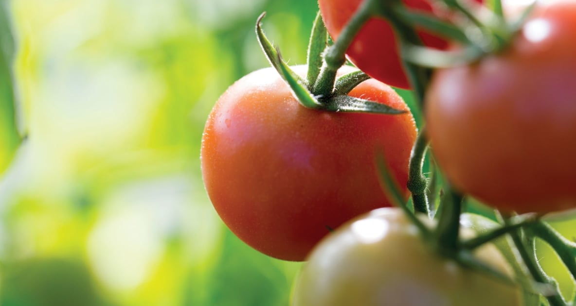 Cherry Tomatoes - Plants