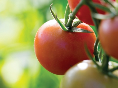 Cherry Tomatoes - Plants