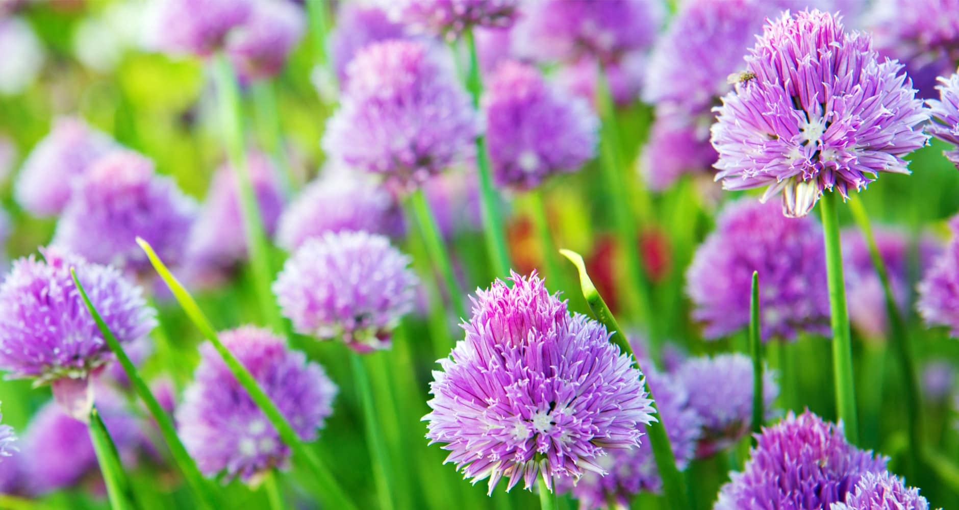 chive blossoms are edible 