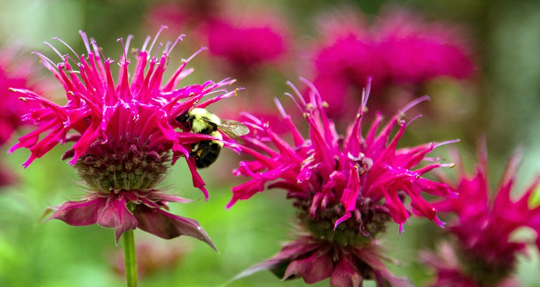 Scarlet beebalm - Annual plant