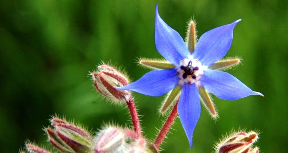 Borage - Flower