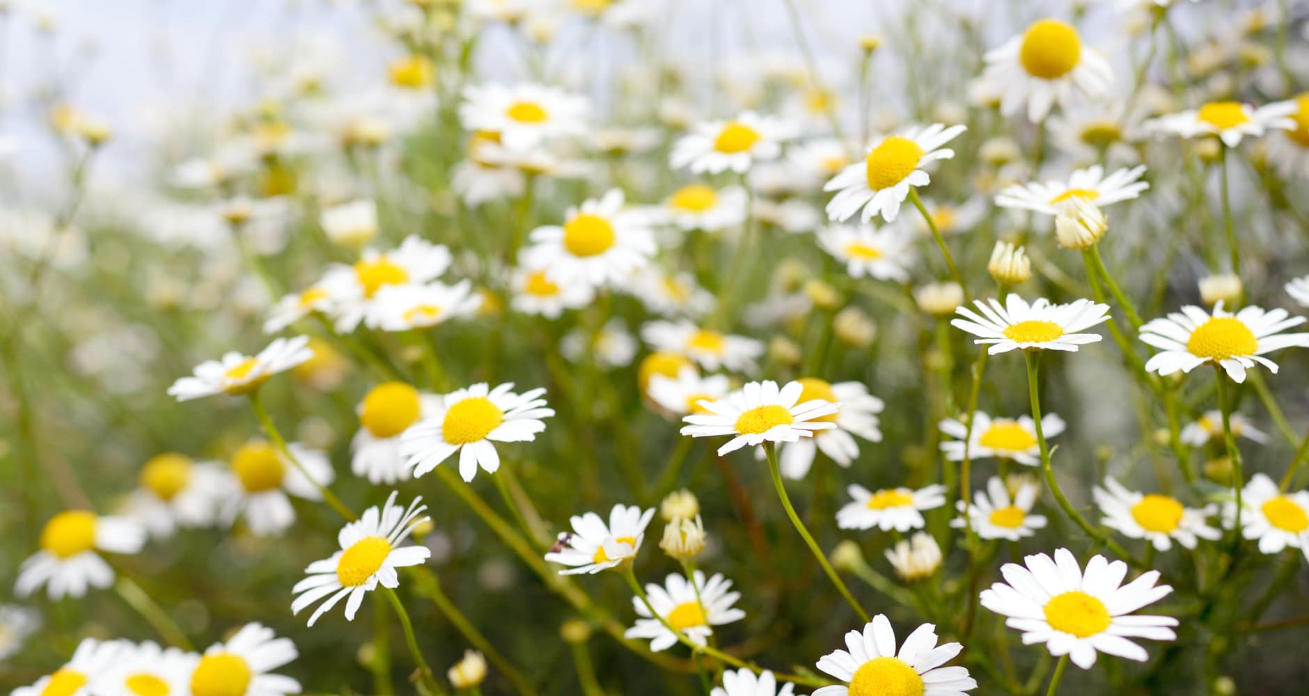 chamomile is an edible flower often used in tea