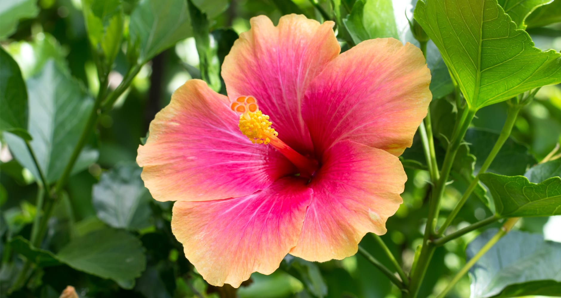 EDIBLE FLOWERS  SPROUT HOUSE FARMS