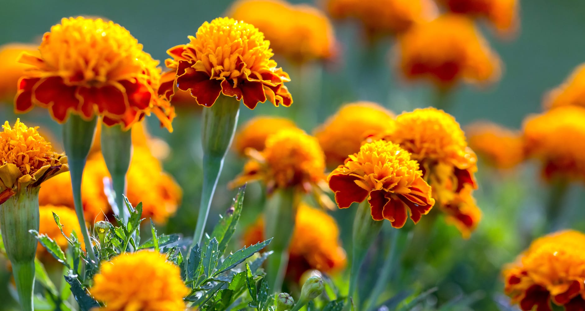 edible flowers - marigold