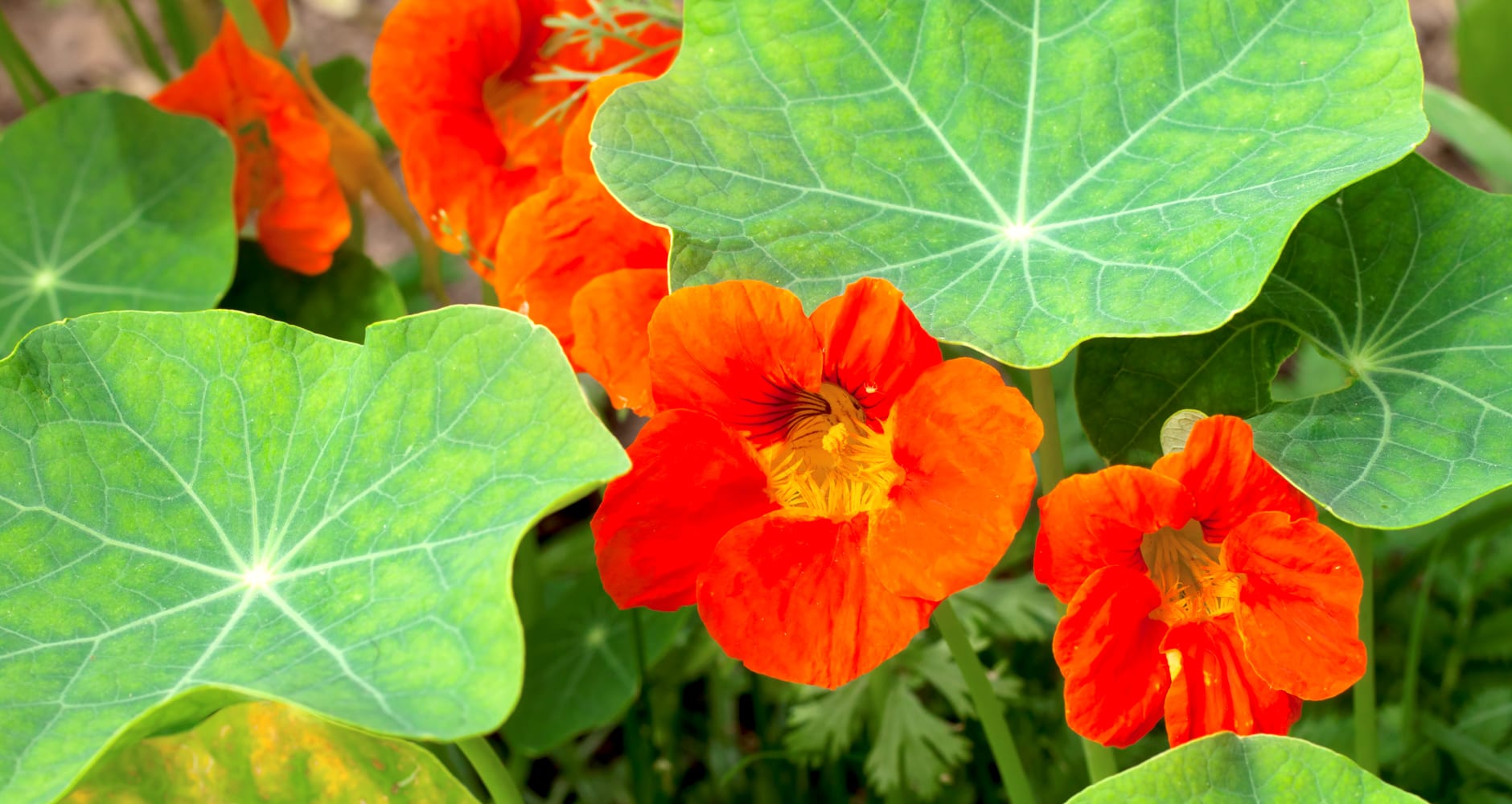 Edible flowers - nasturtium 