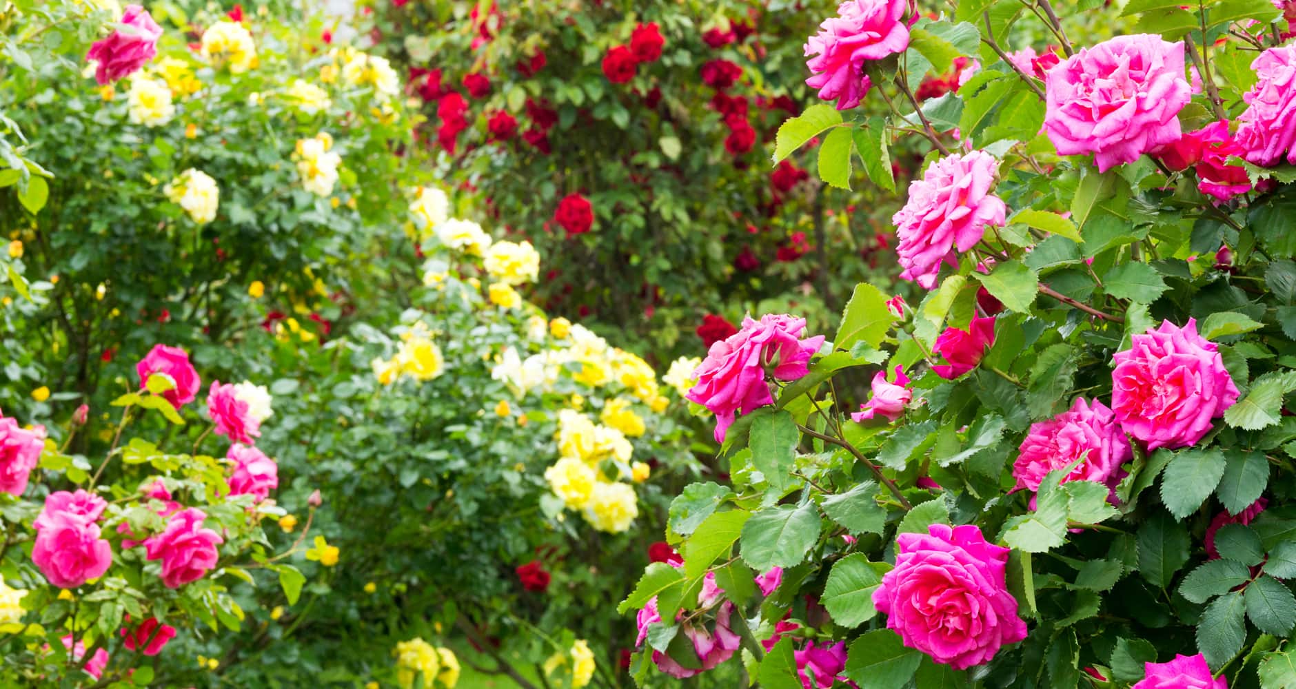 June Birth Flower - Rose and Honeysuckle - Farmers' Almanac