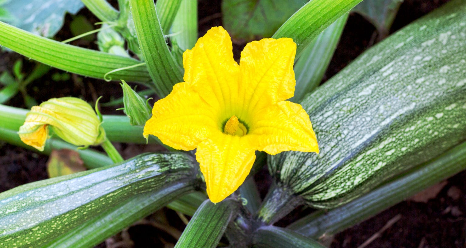 How to Grow Zucchini and Summer Squash Farmers' Almanac Plan Your