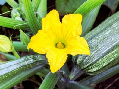 How to Grow Zucchini and Summer Squash featured image