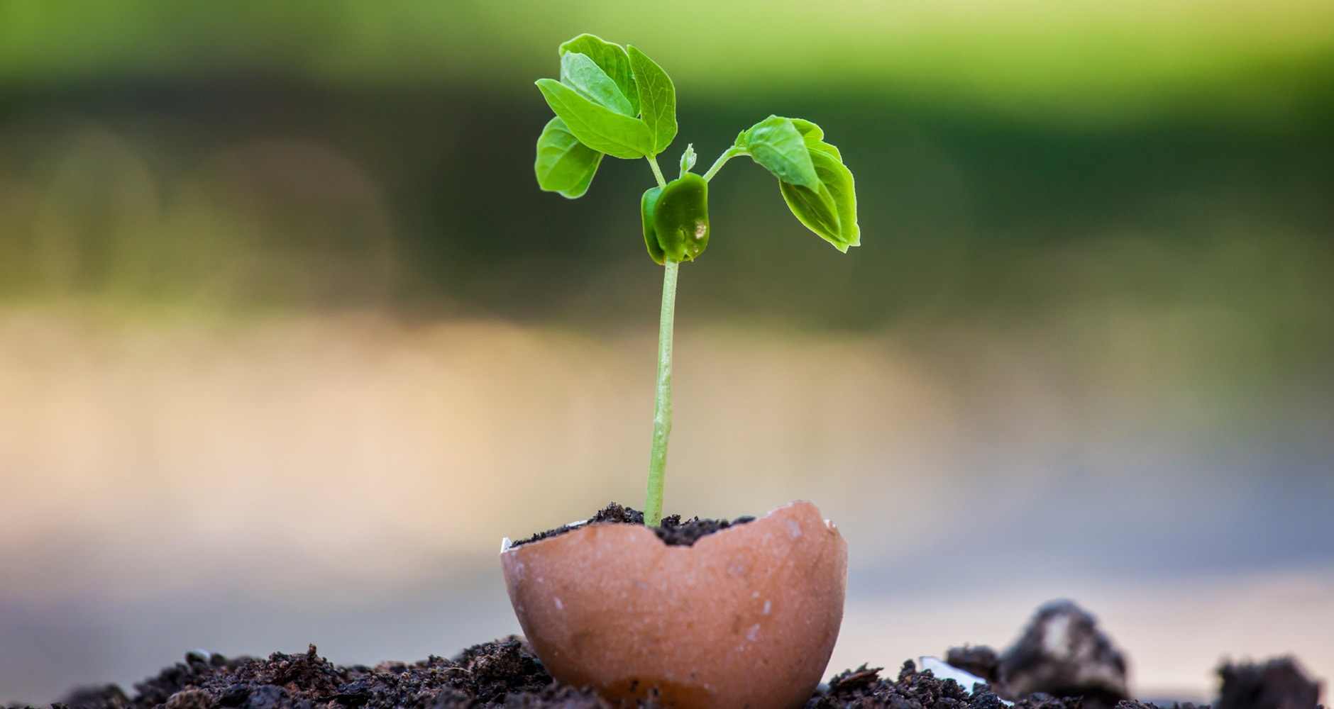 Seed Starting A HowTo Guide Farmers' Almanac