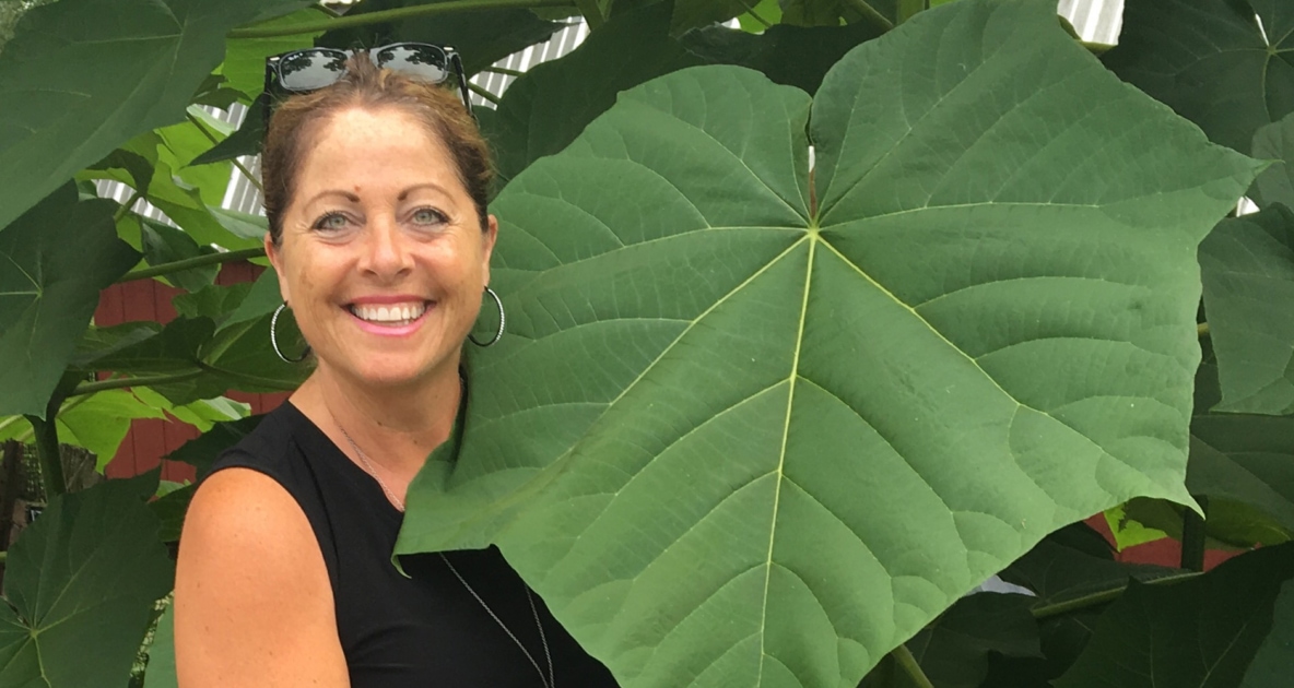 Empress tree - Paulownia elongata