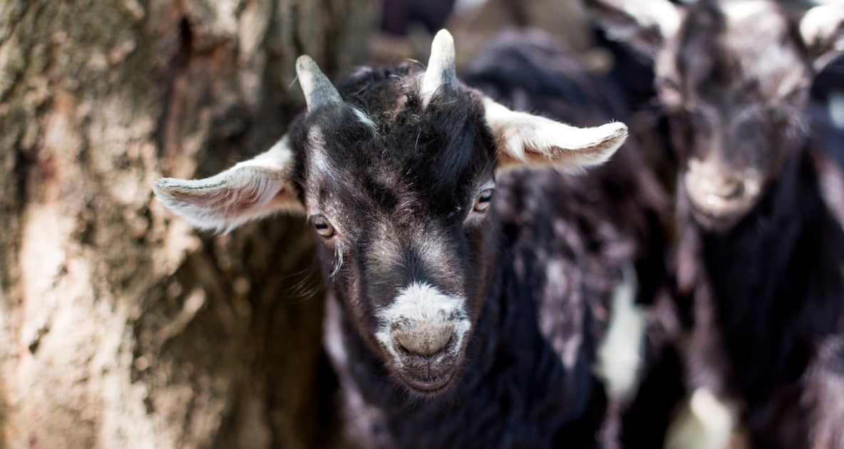 Fainting goat - Livestock