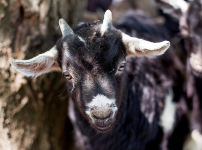 Do Fainting Goats Really Faint? featured image
