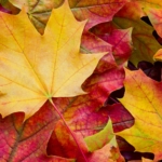 Leaf - Autumn leaf color