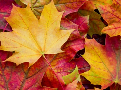 What Causes Leaves To Change Color? featured image