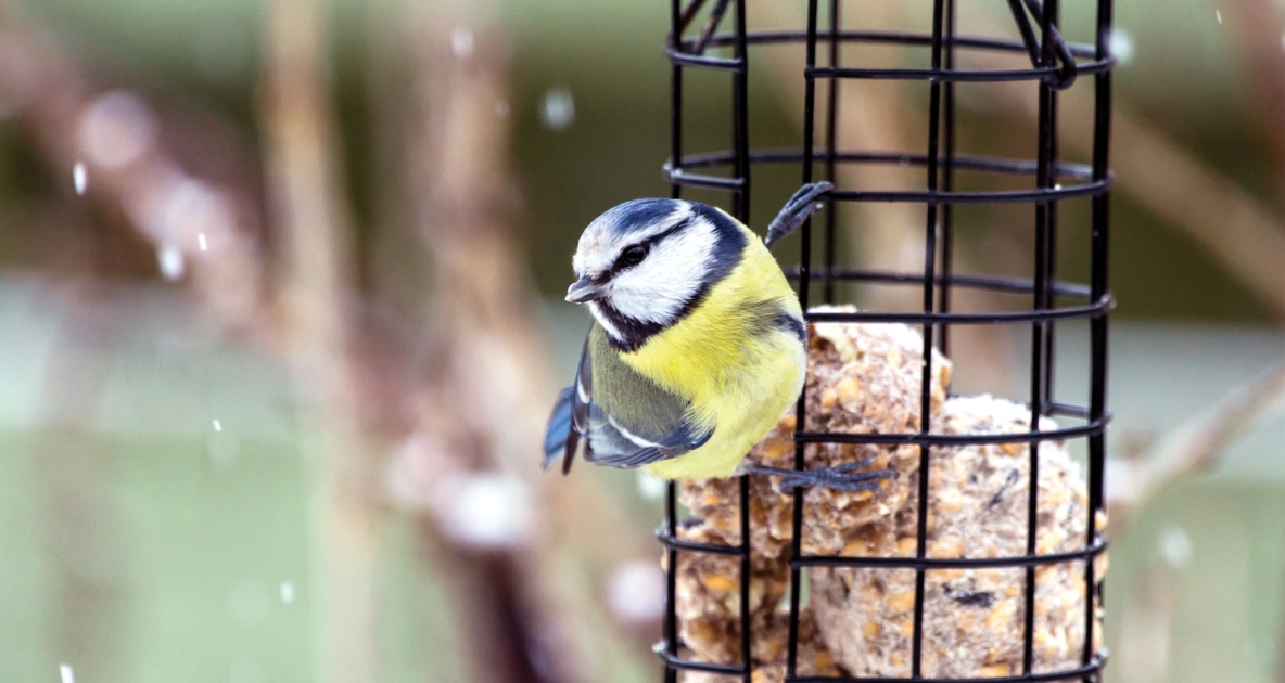 Essential High-Energy Foods for Feeding Birds in Winter