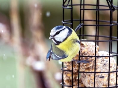 10 Best Bird Foods For Winter And The Birds That Love Them featured image