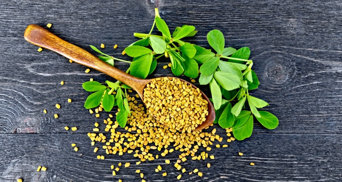 Fenugreek sprouts - Herb